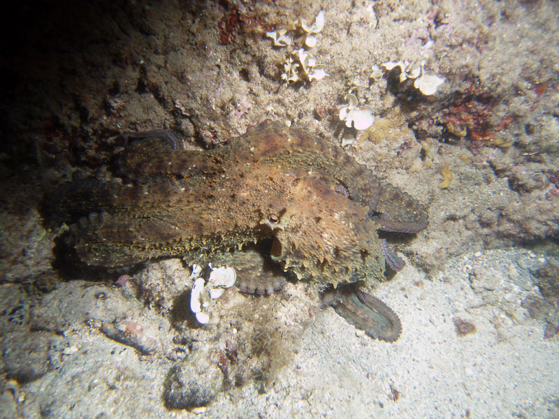octopus vulgaris - ośmiornica zwyczajna