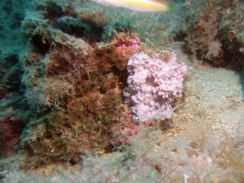 niezidentyfikowana gąbka