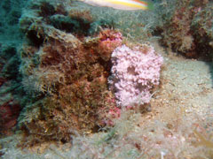 niezidentyfikowana gąbka