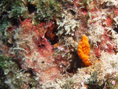 niezidentyfikowana gąbka