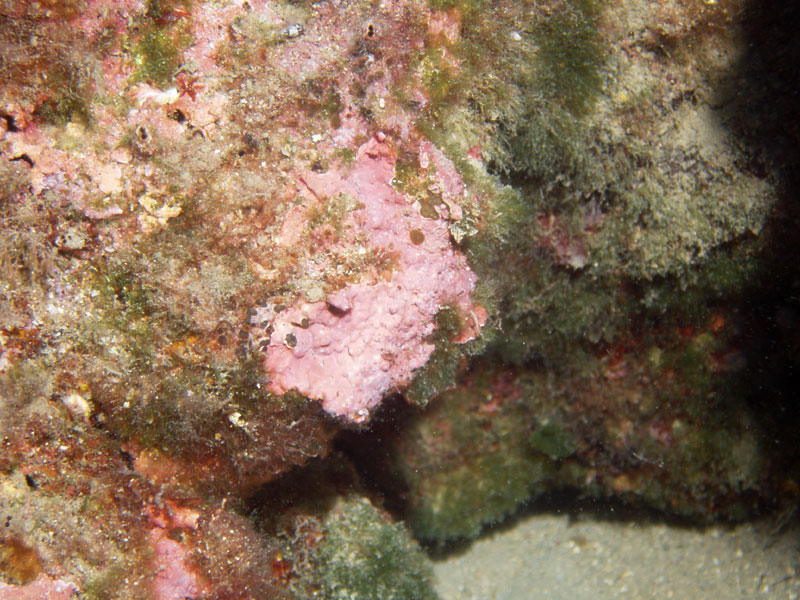 niezidentyfikowana gąbka