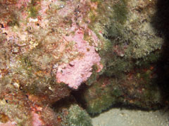 niezidentyfikowana gąbka