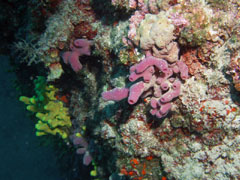 haliclona mediterranea