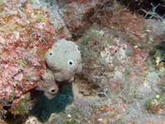 spongia officinalis - gąbka szlachetna