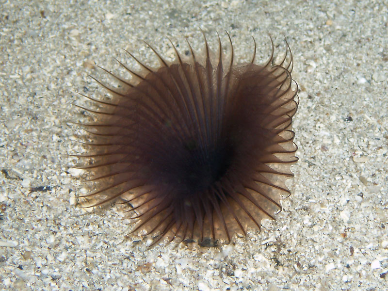 myxicola infundibulum