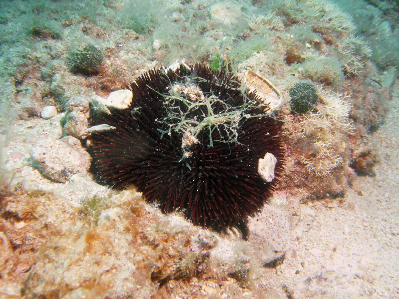 sphaerechinus granularis